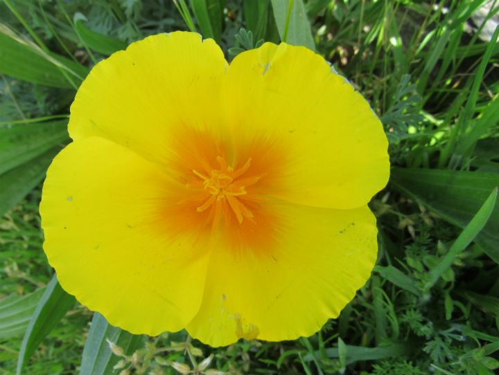 California Poppy